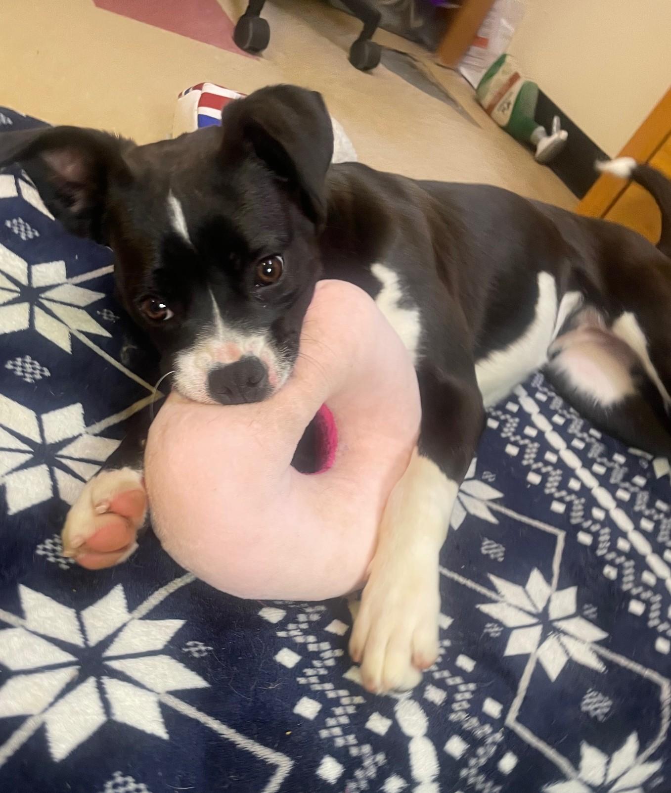 Enlarge Marie, a Adoptable Mixed Breed in Ashland, VA image 4/6