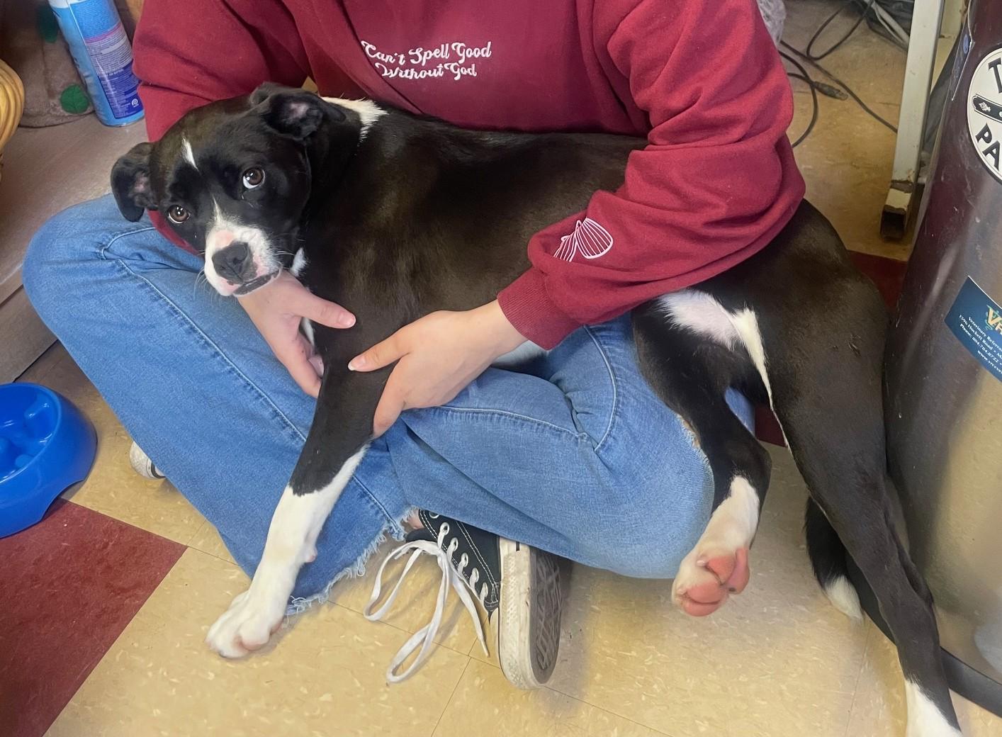 Enlarge Marie, a Adoptable Mixed Breed in Ashland, VA image 5/6