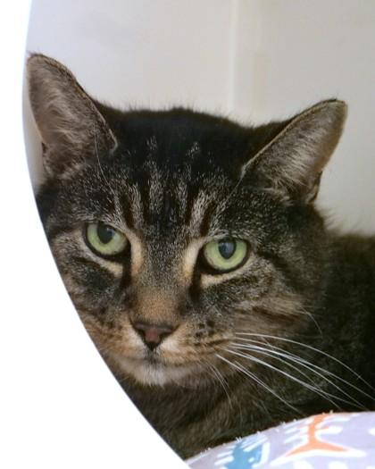 Lady Bug (in foster), Adoptable, Senior Female Domestic Short Hair & Domestic Short Hair.