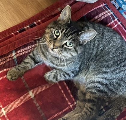 Enlarge Lady Bug (in foster), a Adoptable mixed breed in Fishers, IN image 2/3
