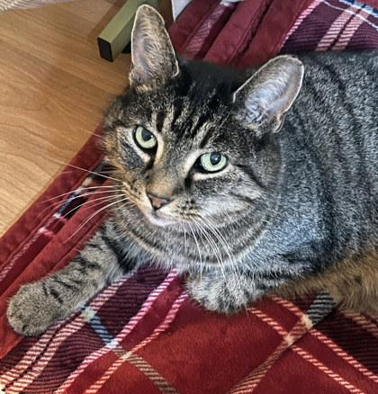 Enlarge Lady Bug (in foster), a Adoptable mixed breed in Fishers, IN image 3/3