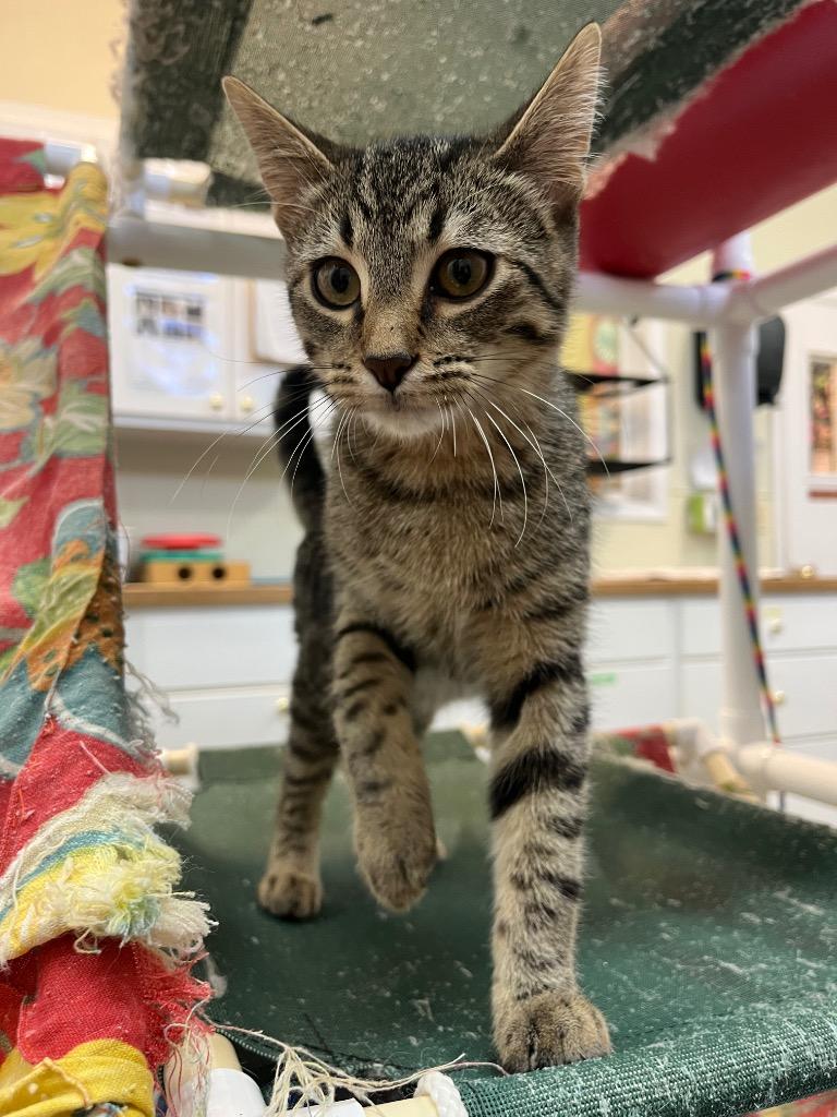 Gomez, Adoptable, Young Male Domestic Short Hair.