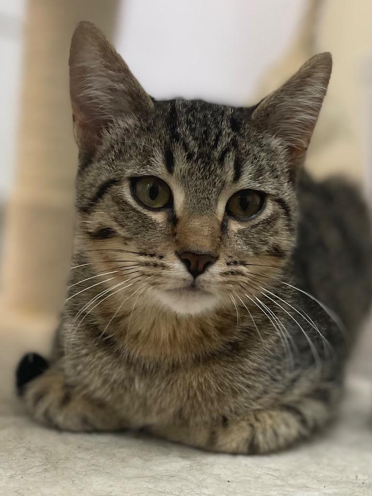 Gomez, Adoptable, Young Male Domestic Short Hair.