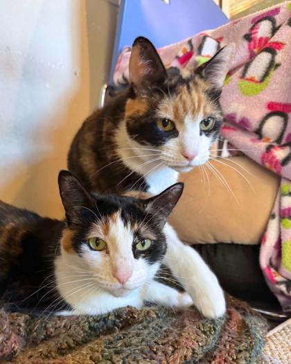 Enlarge Spice, a ADOPTABLE Domestic Short Hair in Missoula, MT image 2/2