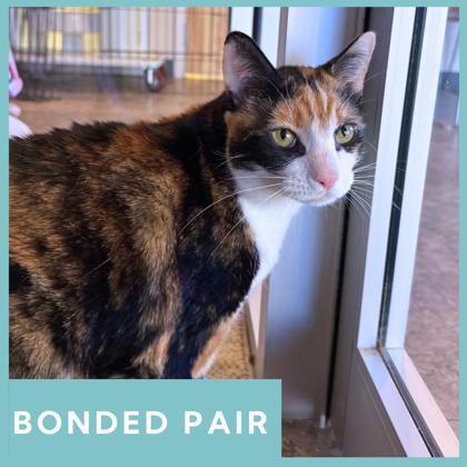 Spice, ADOPTABLE, Adult Female Domestic Short Hair.