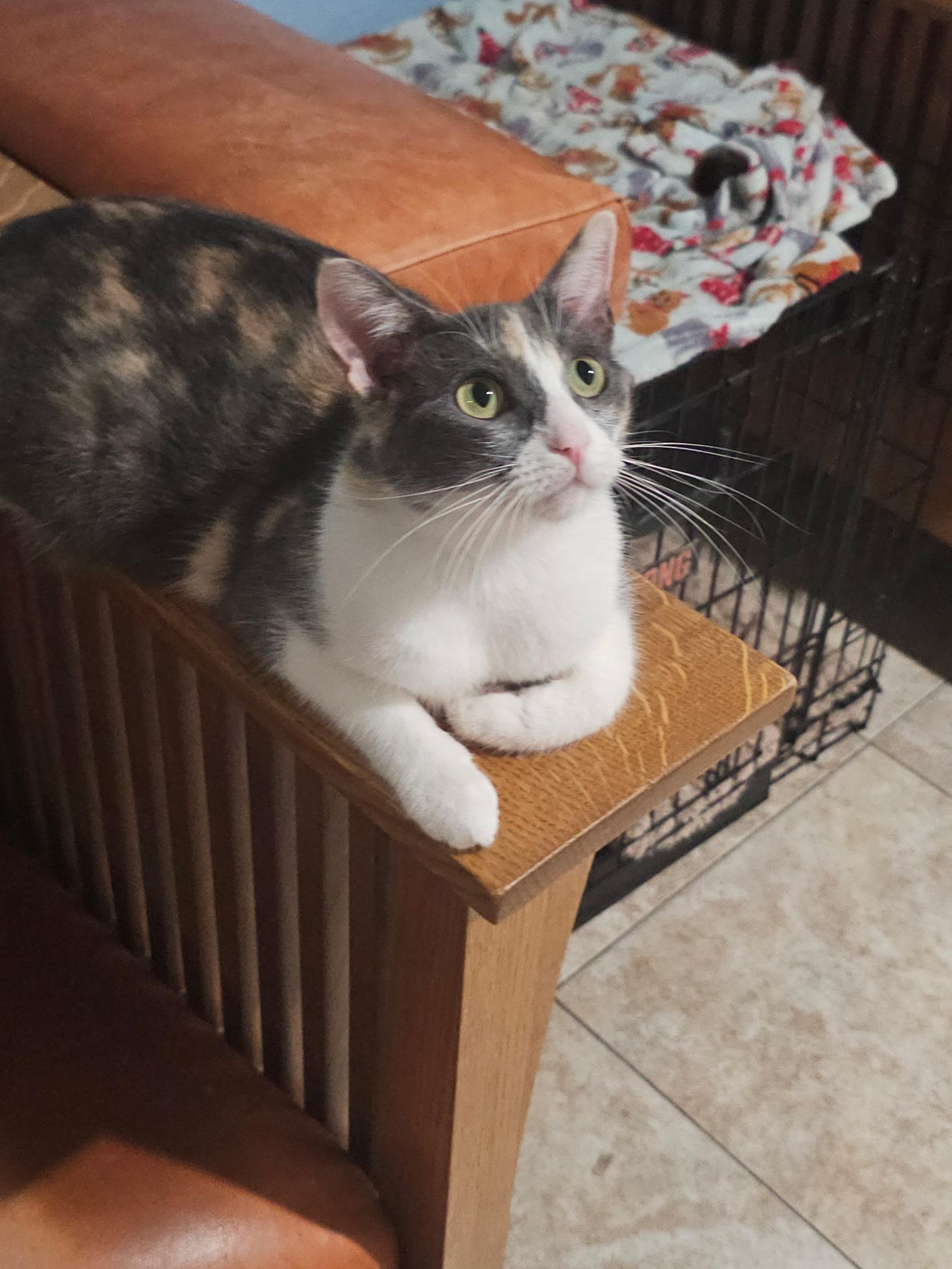 Saoirse, a Adoptable mixed breed in Youngtown, AZ image 1/3