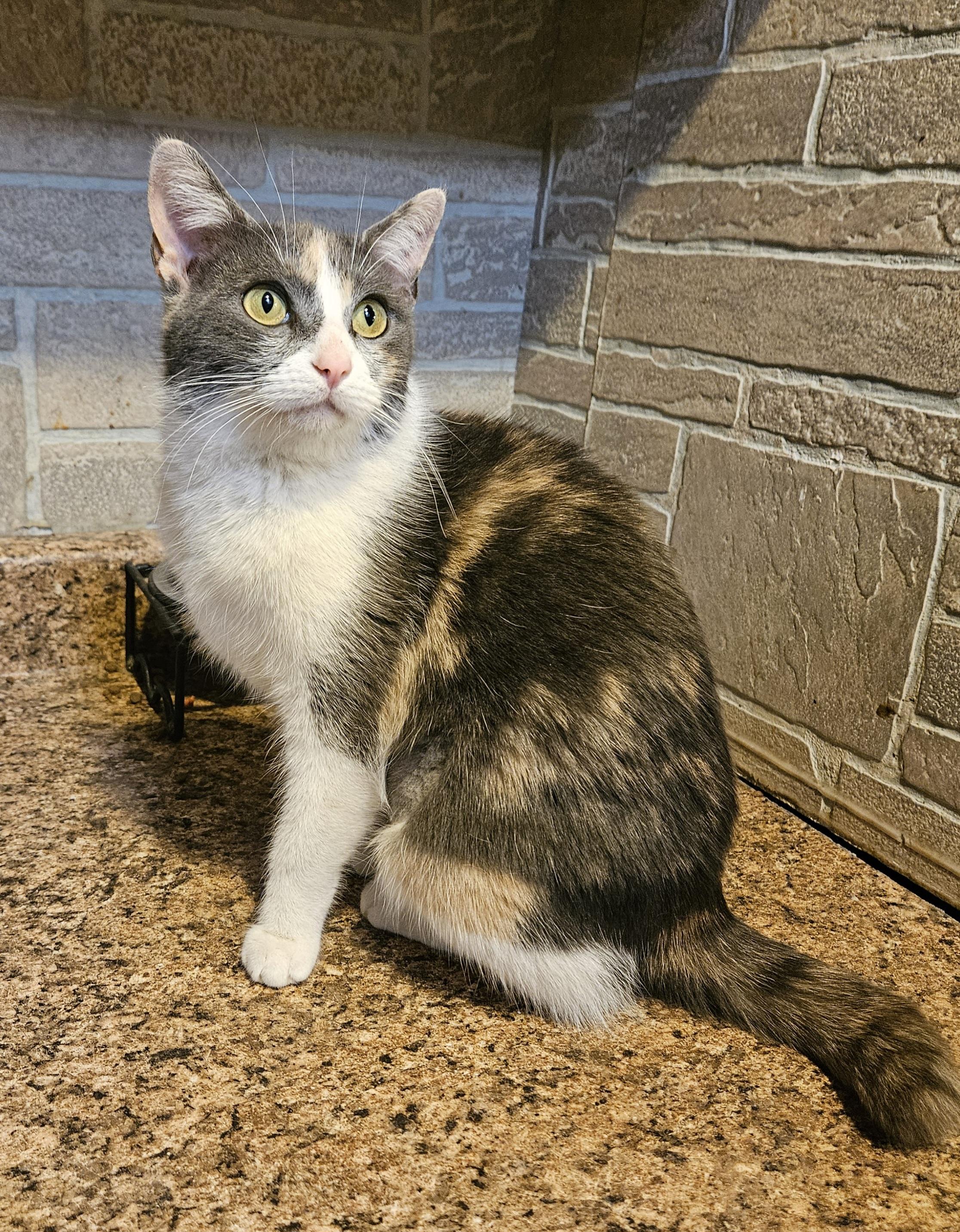 Saoirse, a Adoptable mixed breed in Youngtown, AZ image 2/3