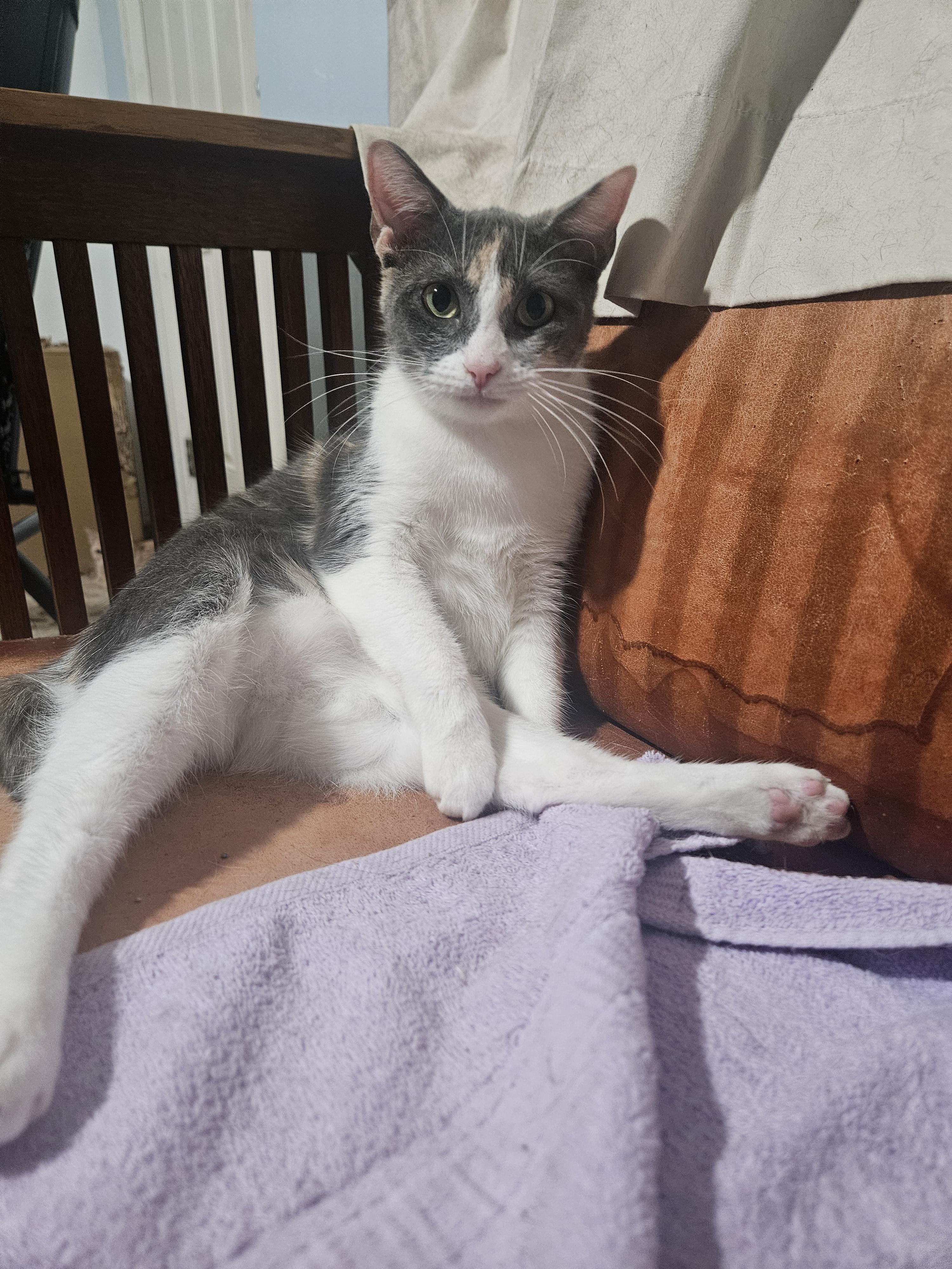 Saoirse, Adoptable, Young Female Domestic Short Hair.