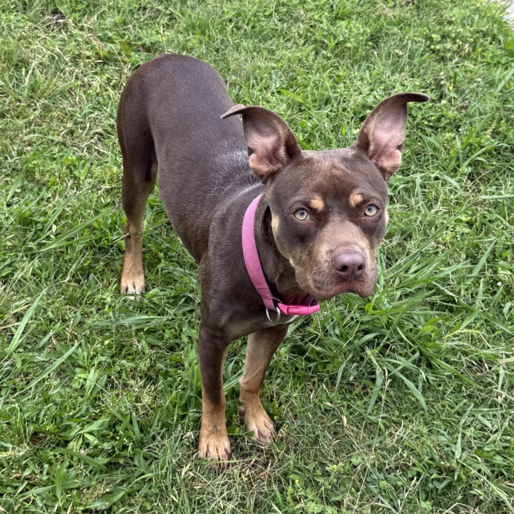 Chevy, a Adoptable mixed breed in Brenham, TX image 2/6