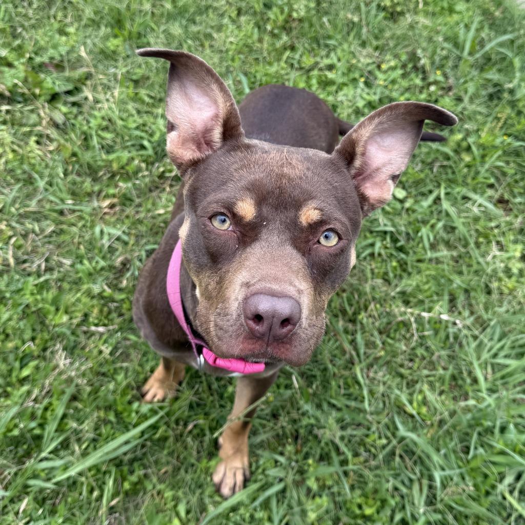 Chevy, a Adoptable mixed breed in Brenham, TX image 4/6