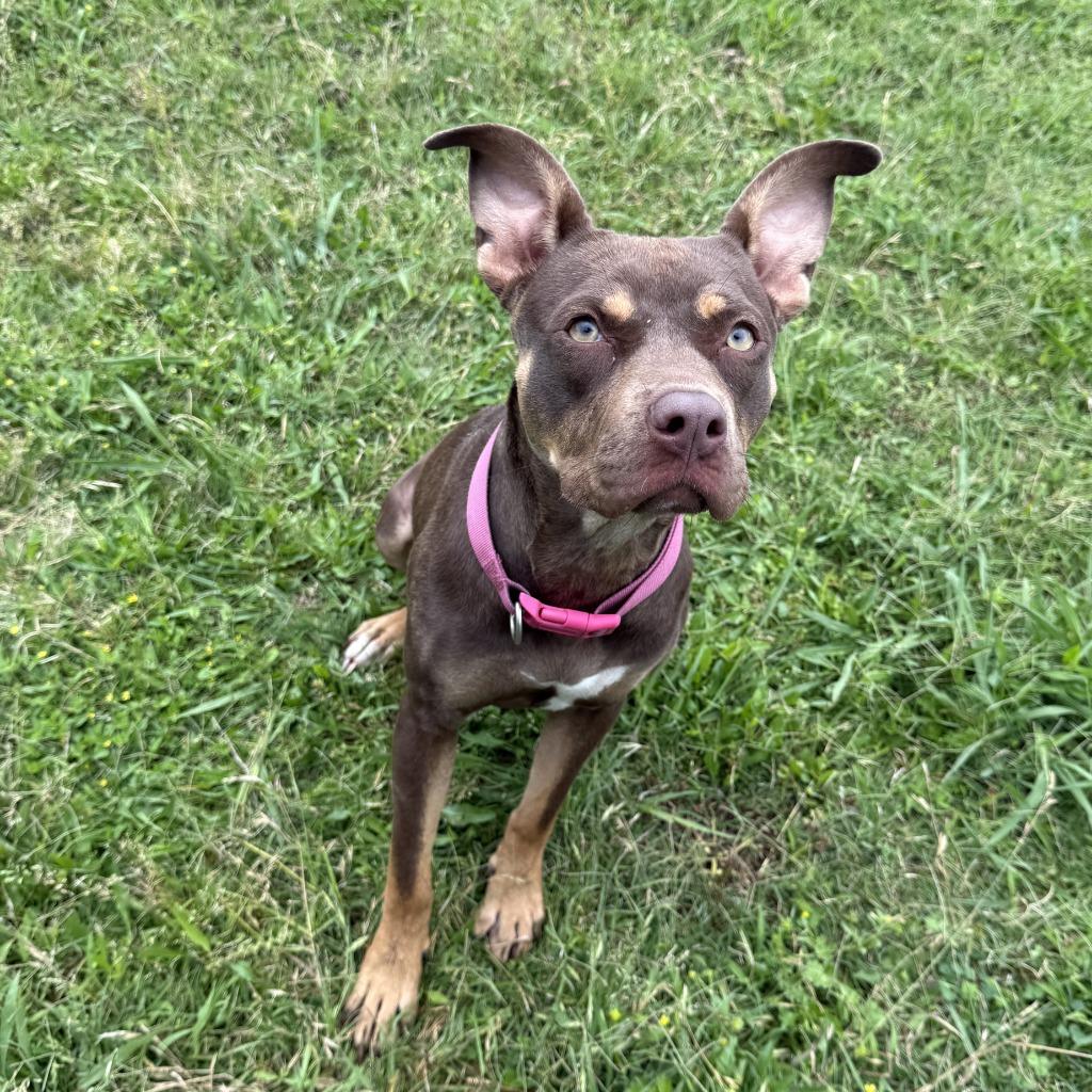 Chevy, a Adoptable mixed breed in Brenham, TX image 5/6