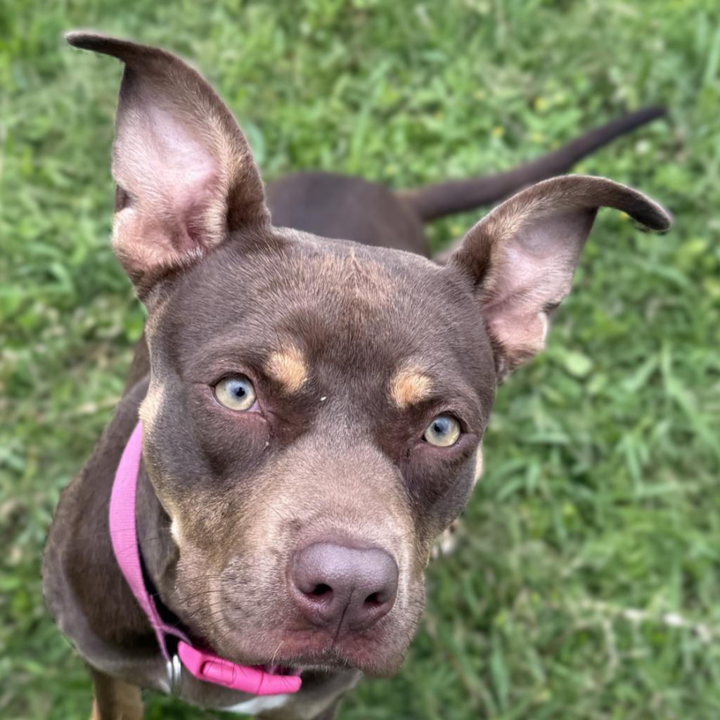 Chevy, Adoptable, Young Female Pit Bull Terrier & Mixed Breed.
