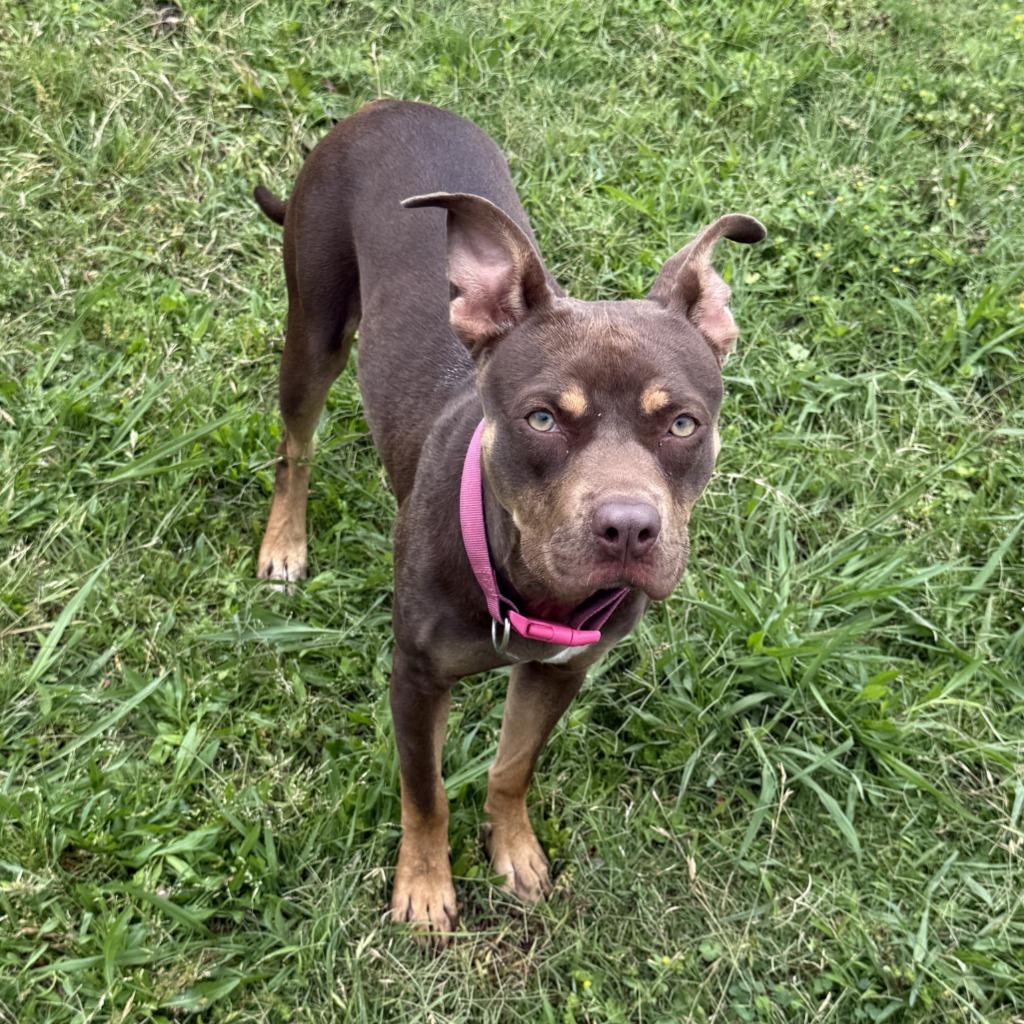 Chevy, a Adoptable mixed breed in Brenham, TX image 6/6