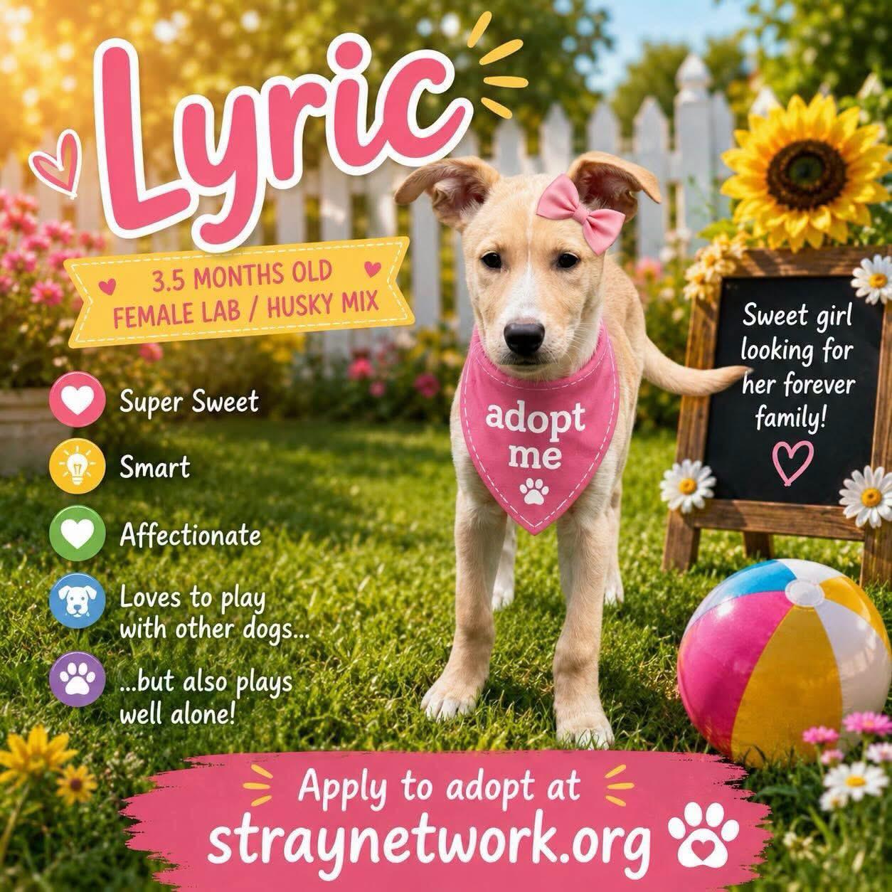 Lyric, ADOPTABLE, Puppy Female Labrador Retriever.
