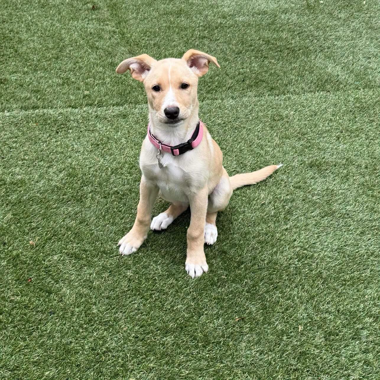 Enlarge Lyric, a ADOPTABLE mixed breed in Hatfield, PA image 4/5