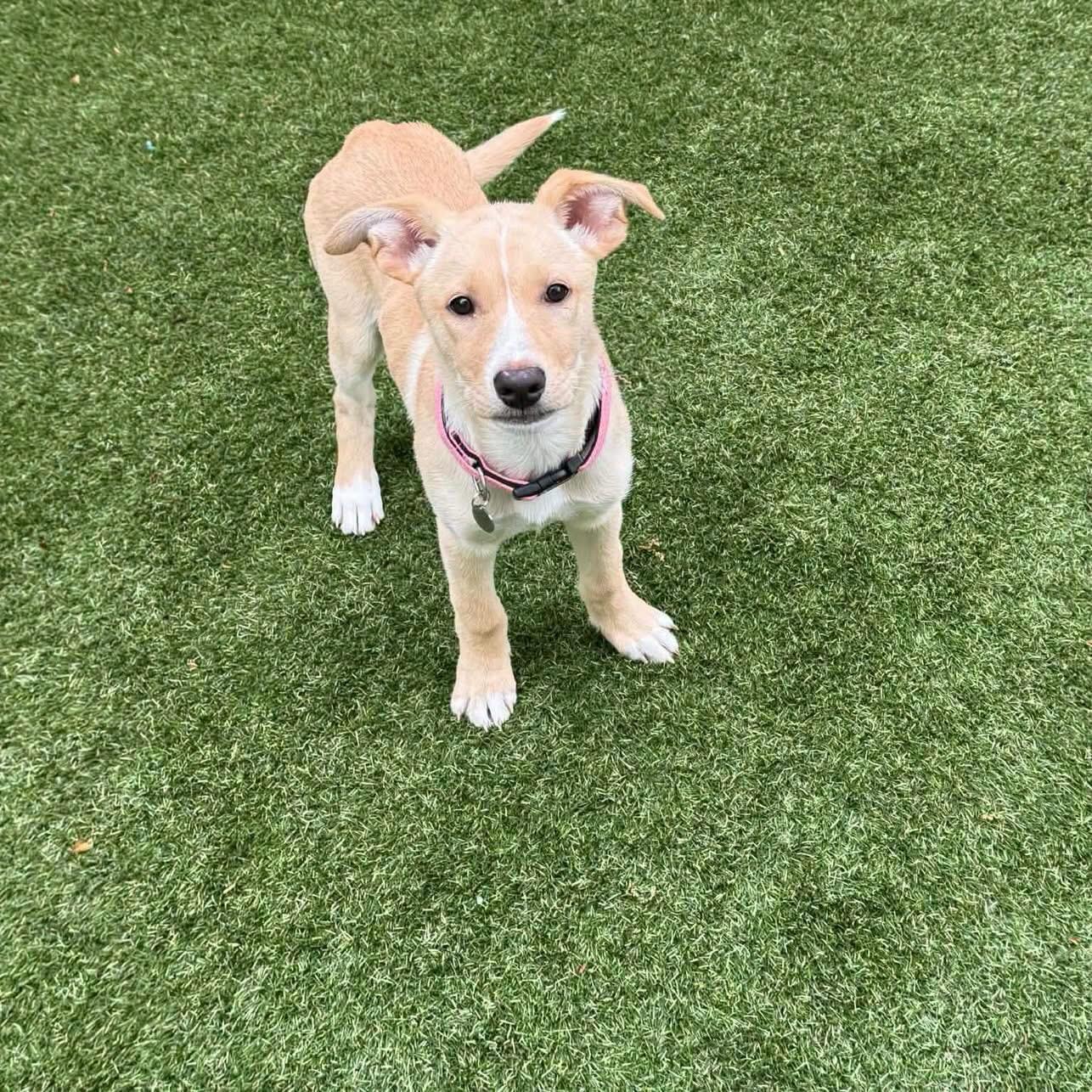 Enlarge Lyric, a ADOPTABLE mixed breed in Hatfield, PA image 5/5
