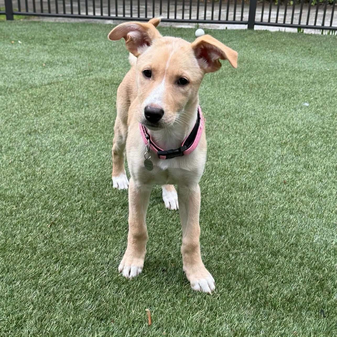 Enlarge Lyric, a ADOPTABLE mixed breed in Hatfield, PA image 2/5
