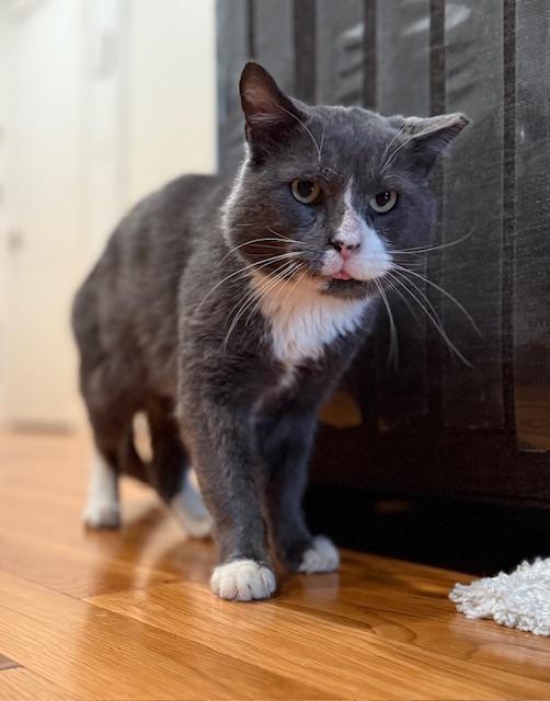 Mountain, a Adoptable Domestic Short Hair in New York, NY image 2/6