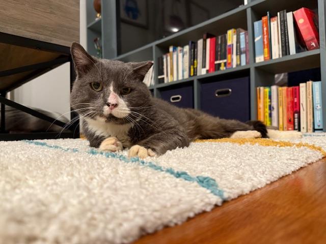 Mountain, a Adoptable Domestic Short Hair in New York, NY image 3/6