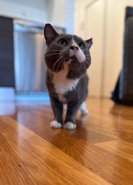 Mountain, a Adoptable Domestic Short Hair in New York, NY image 4/6