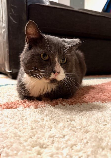 Mountain, a Adoptable Domestic Short Hair in New York, NY image 6/6