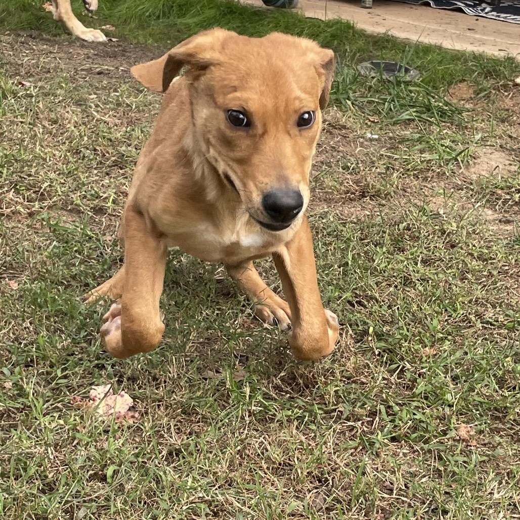 Moe, Adoptable, Puppy Male Labrador Retriever.