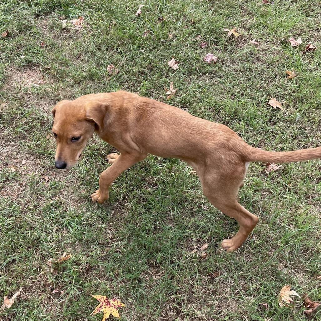 Moe, a Adoptable Labrador Retriever in Aberdeen, NC image 1/6