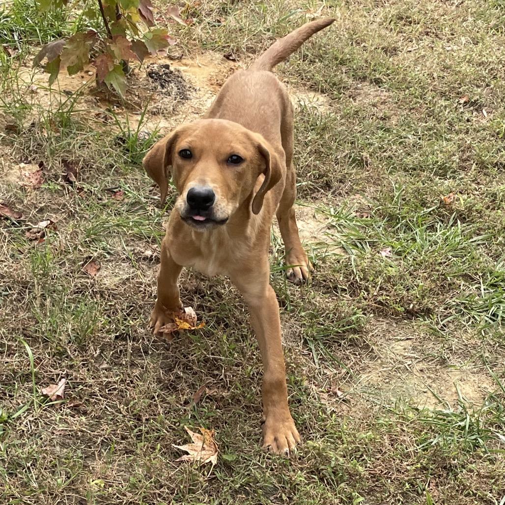 Moe, a Adoptable Labrador Retriever in Aberdeen, NC image 2/6