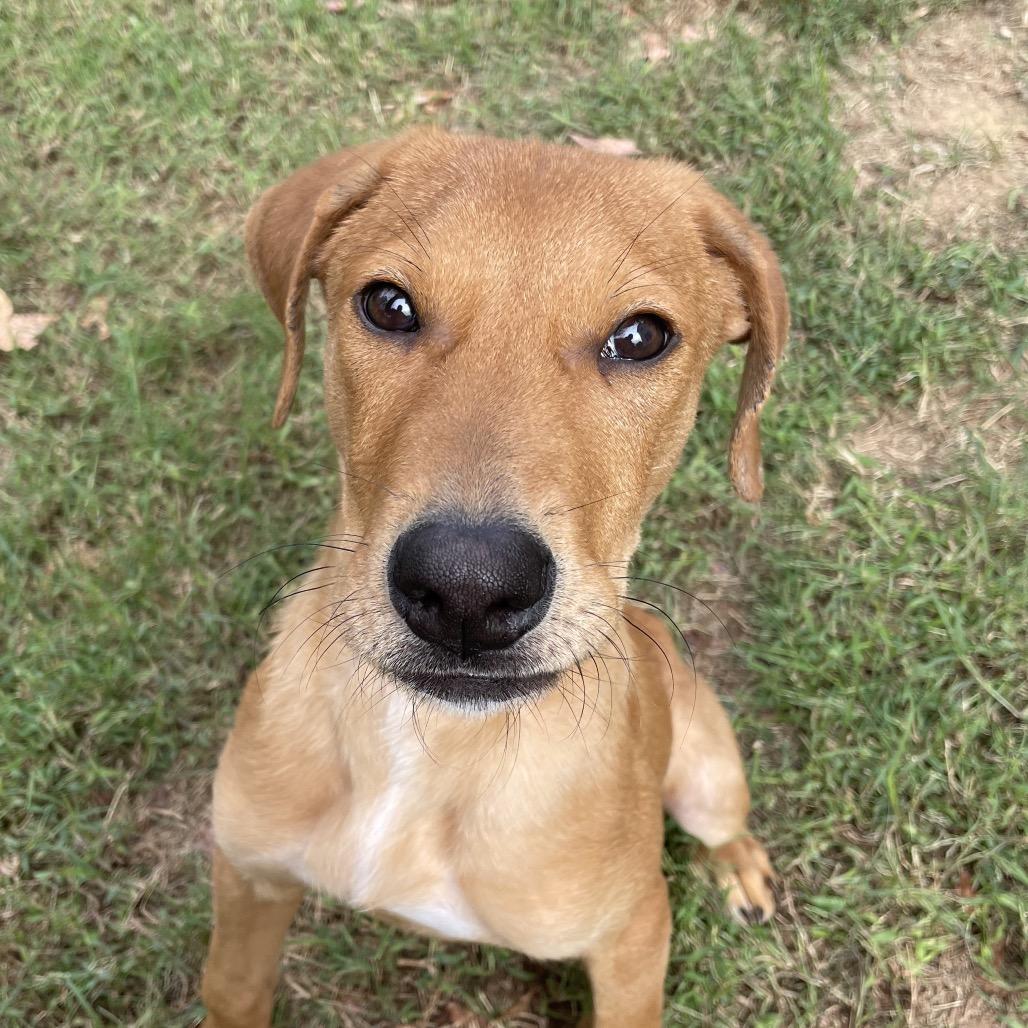 Moe, a Adoptable Labrador Retriever in Aberdeen, NC image 4/6