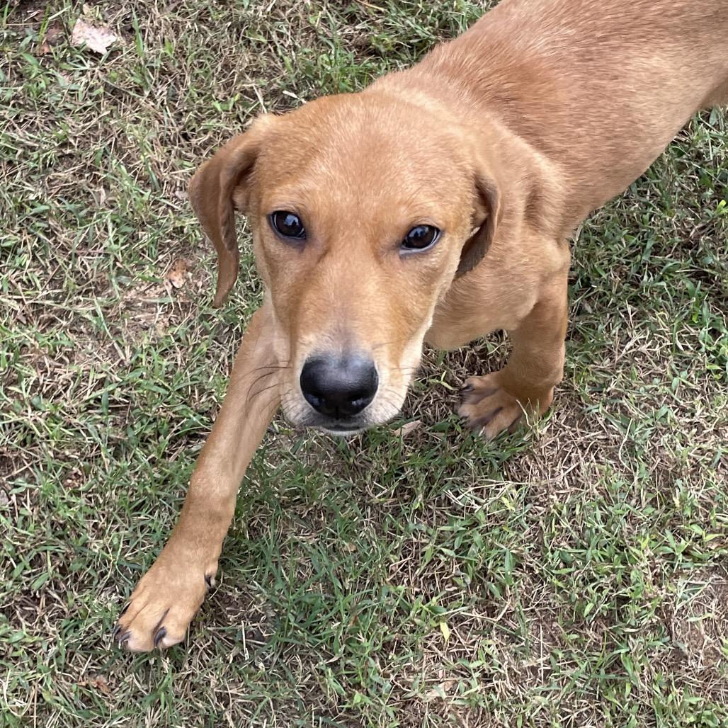Moe, a Adoptable Labrador Retriever in Aberdeen, NC image 5/6