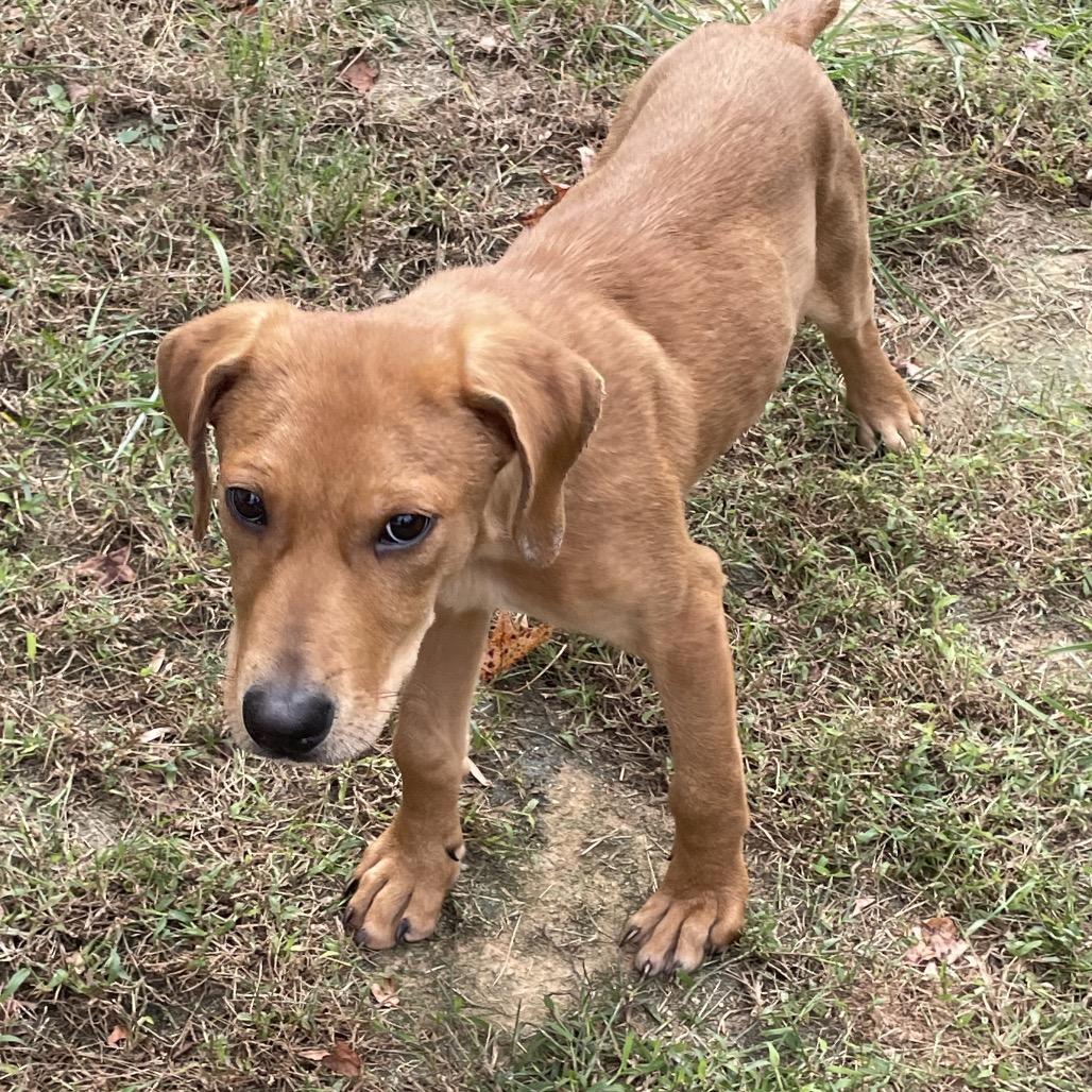 Moe, a Adoptable Labrador Retriever in Aberdeen, NC image 5/6