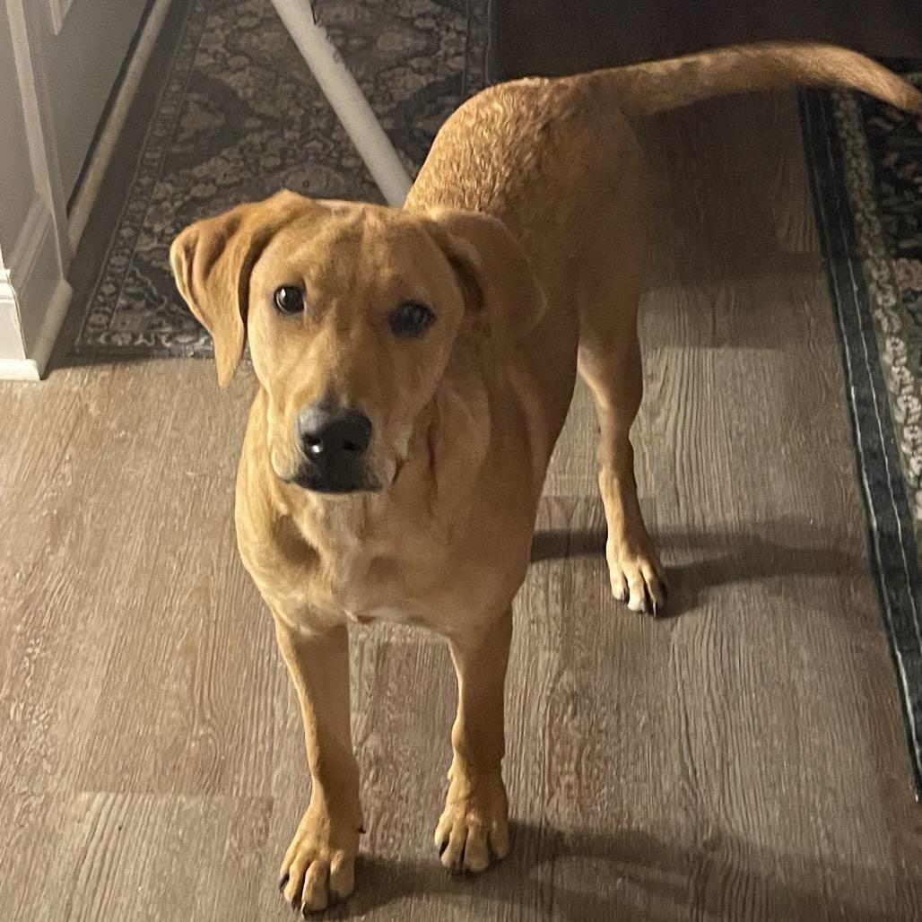 Moe, a Adoptable Labrador Retriever in Aberdeen, NC image 6/6