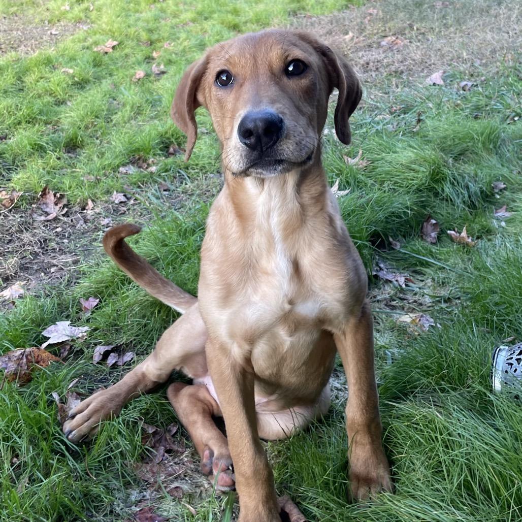 Moe, a Adoptable Labrador Retriever in Aberdeen, NC image 6/6
