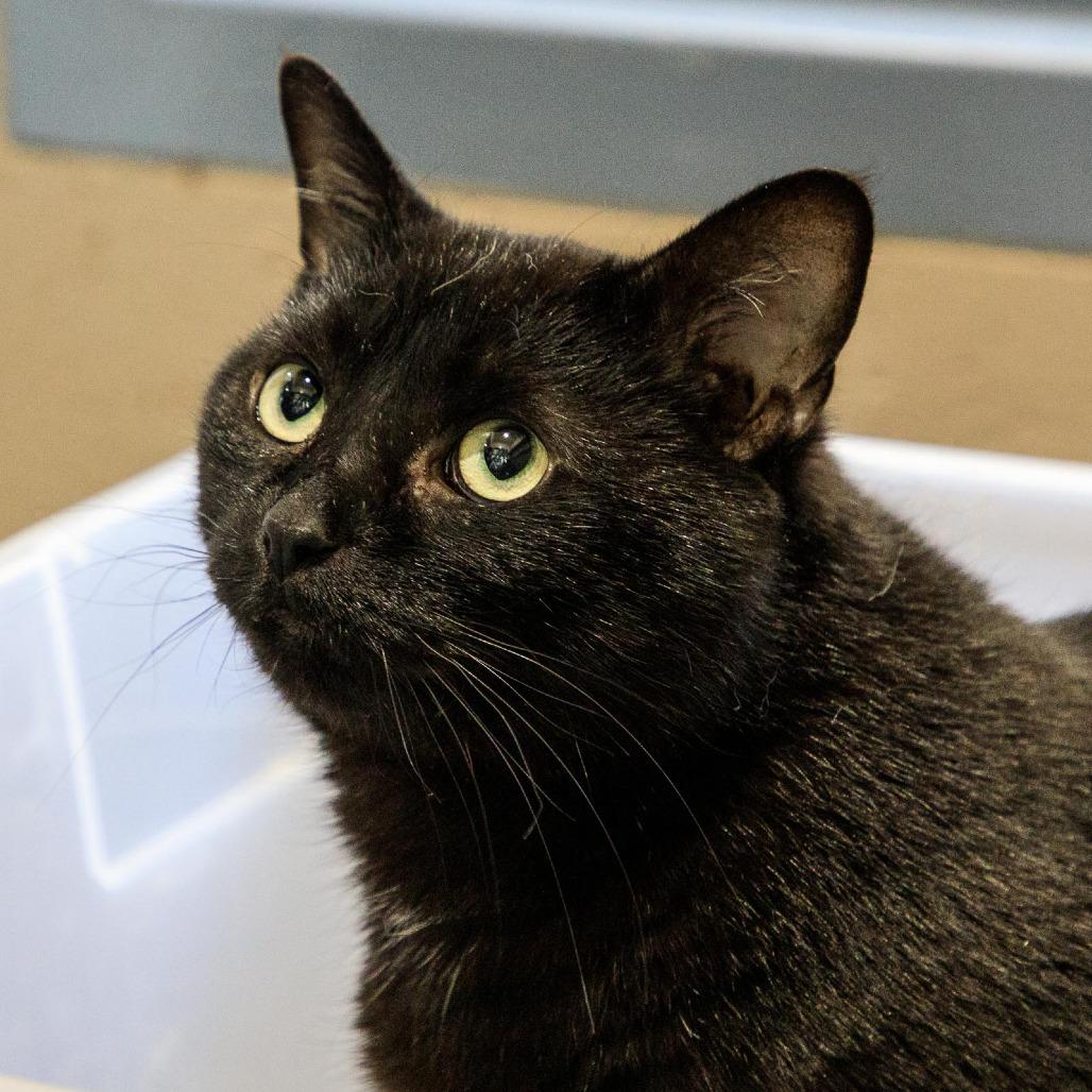 Scarlet, Adoptable, Adult Female Domestic Short Hair.
