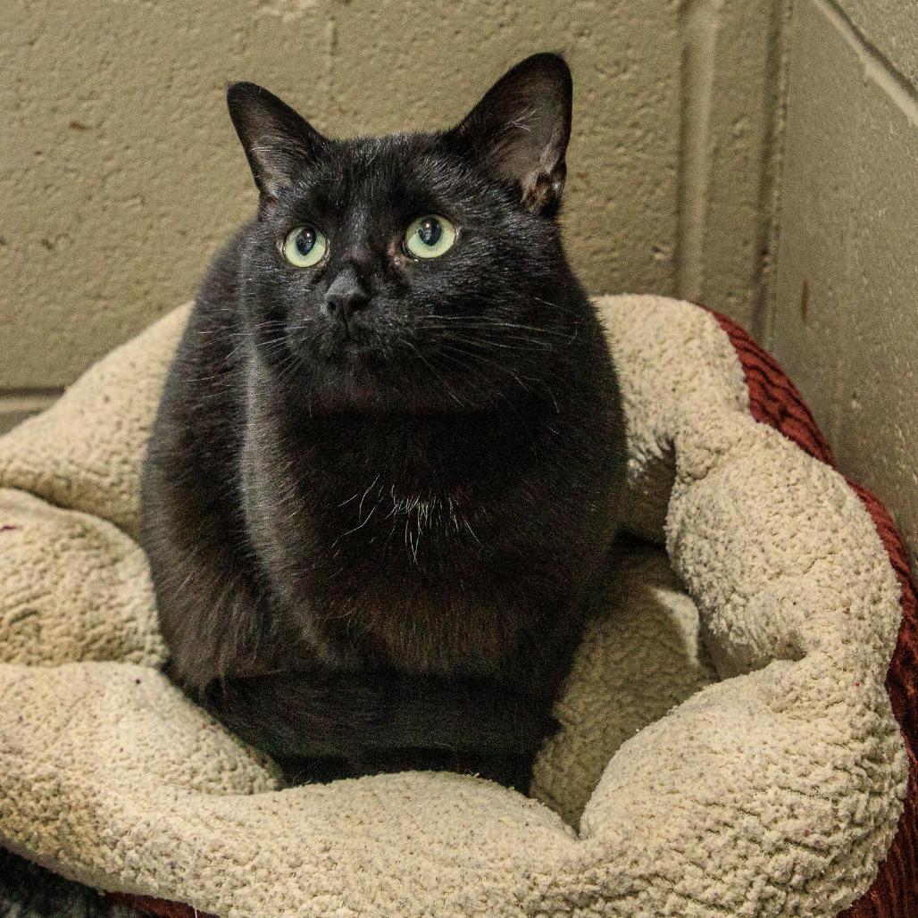 Scarlet, a Adoptable Domestic Short Hair in Versailles, KY image 2/2