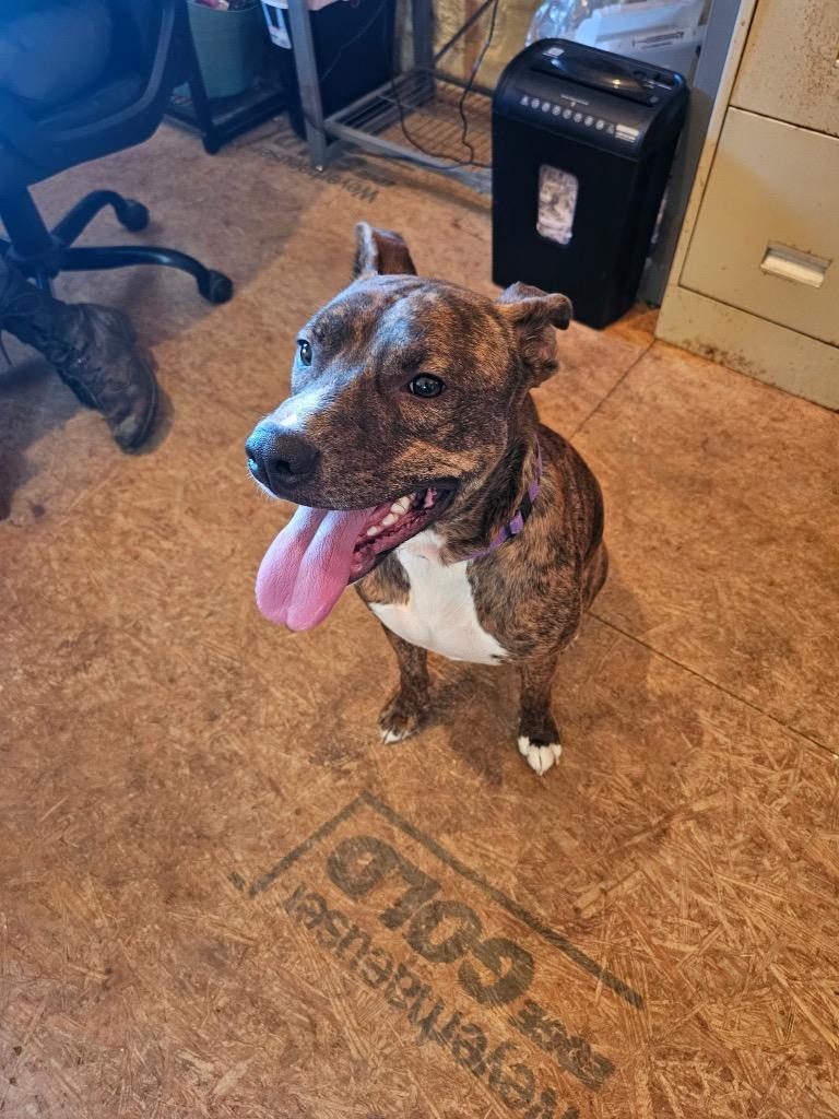 Jack, Adoptable, Adult Male Pit Bull Terrier.