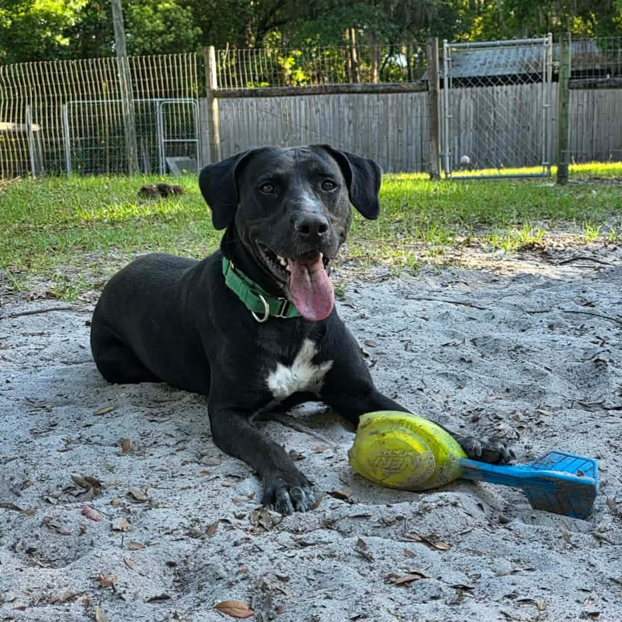 Enlarge General *Trained*, a ADOPTABLE mixed breed in Umatilla, FL image 1/5