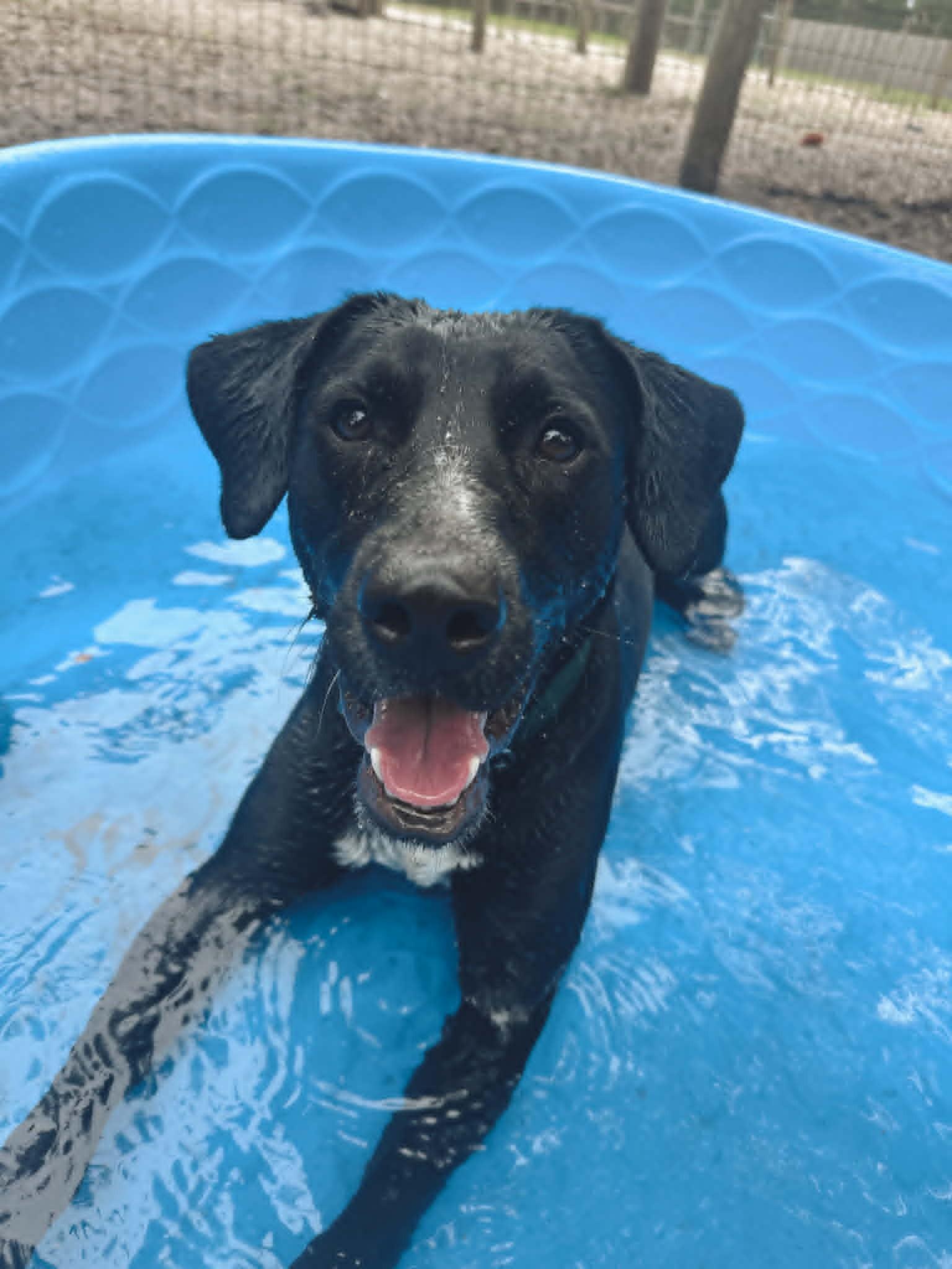 General *Trained*, a ADOPTABLE mixed breed in Umatilla, FL image 1/6