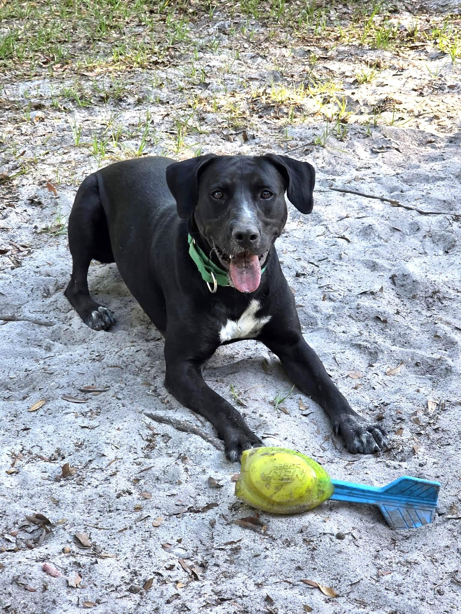 Enlarge General *Trained*, a ADOPTABLE mixed breed in Umatilla, FL image 5/5