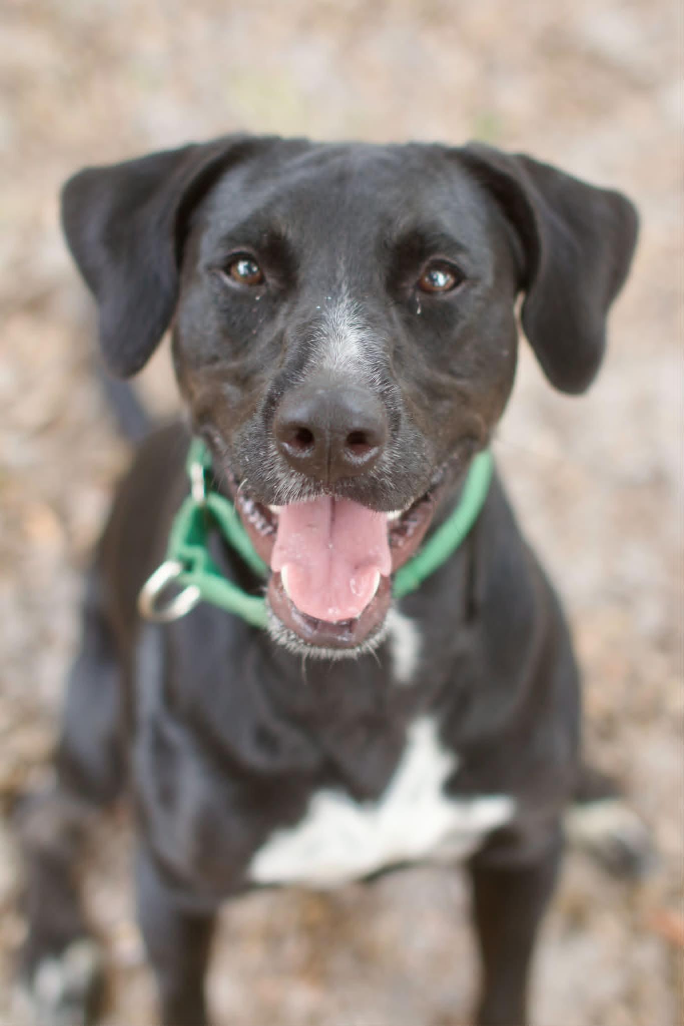 General *Trained*, a ADOPTABLE mixed breed in Umatilla, FL image 5/5