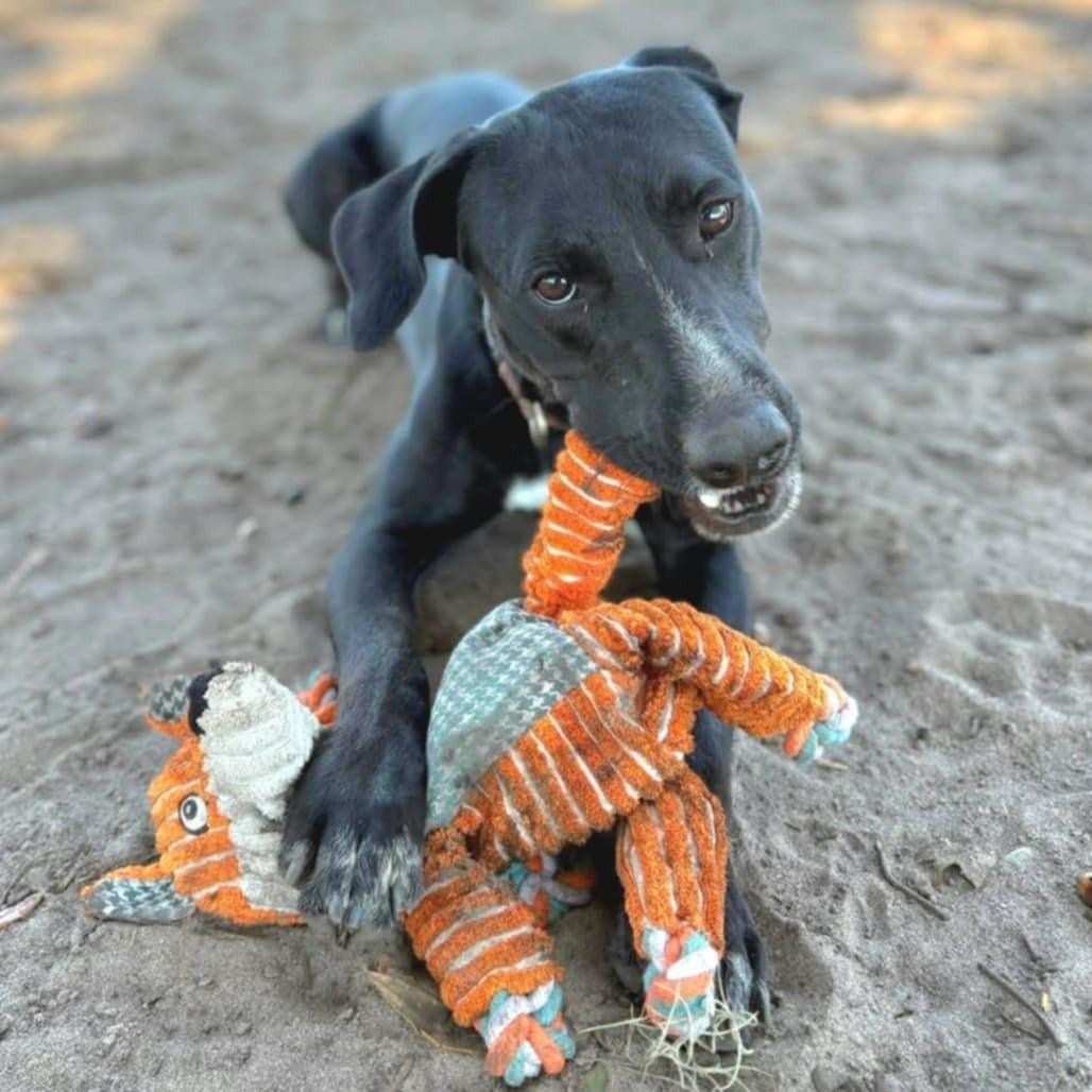 Enlarge General *Trained*, a ADOPTABLE mixed breed in Umatilla, FL image 3/5