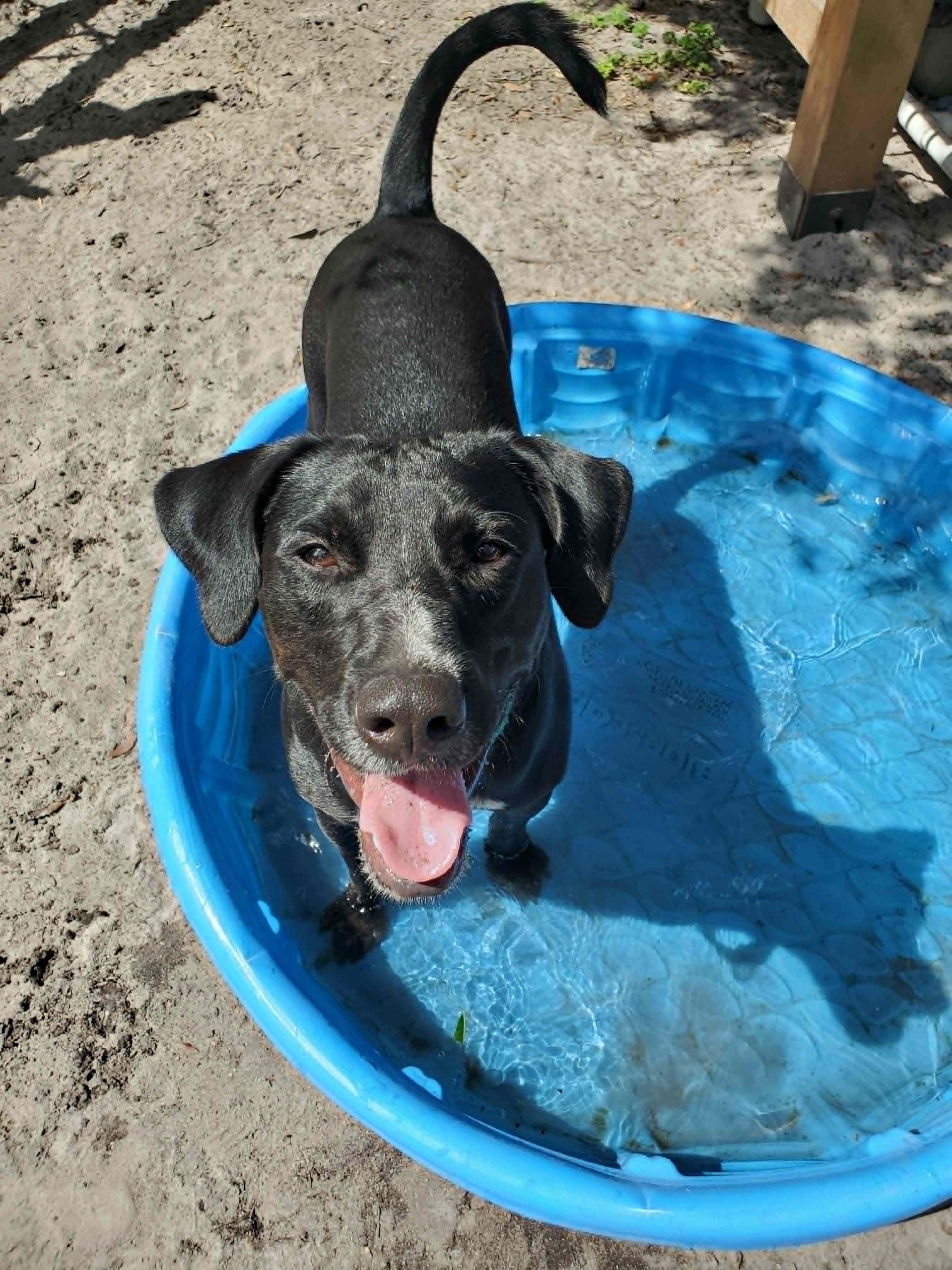 General *Trained*, a ADOPTABLE mixed breed in Umatilla, FL image 3/5