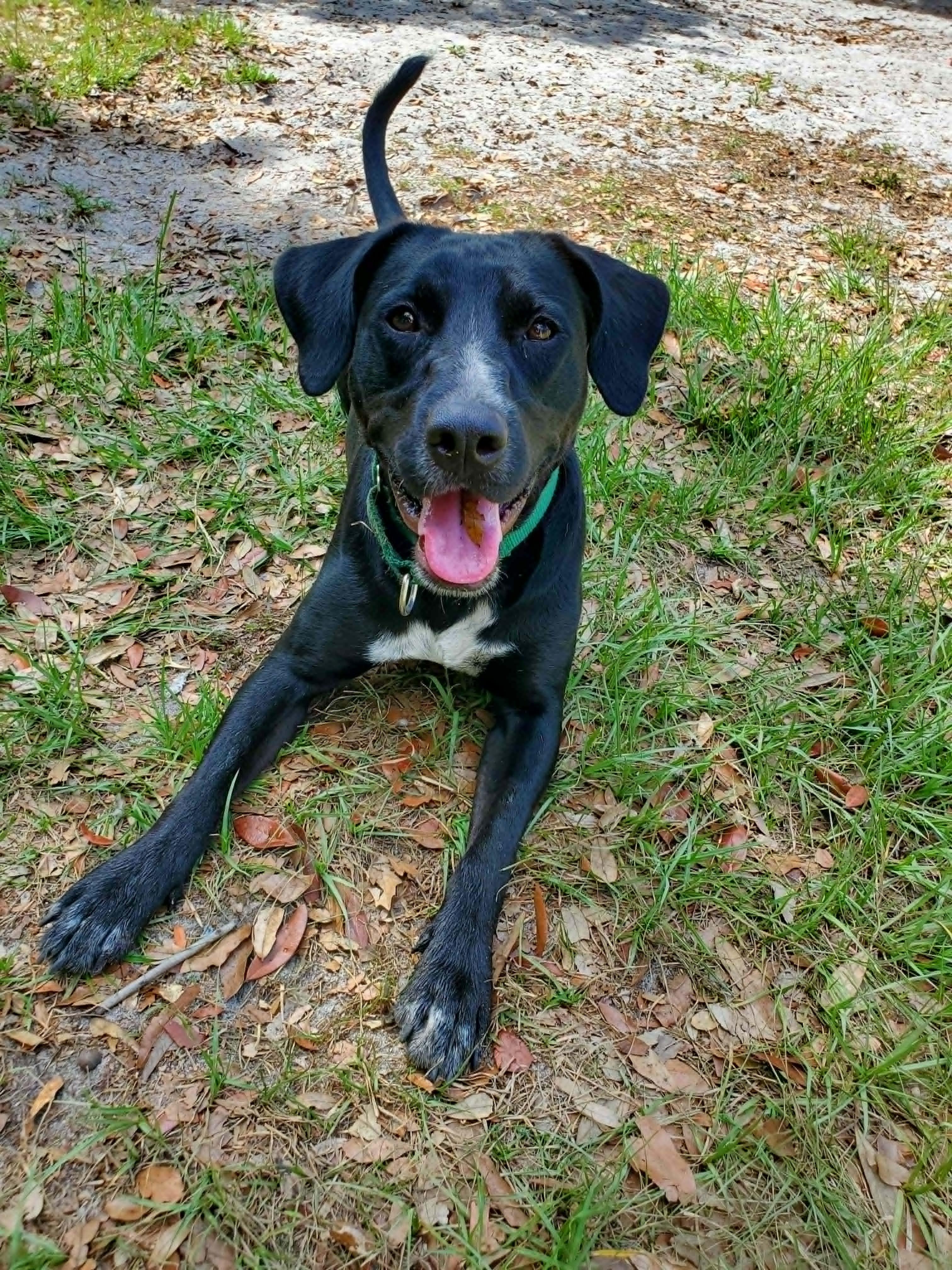 General *Trained*, a ADOPTABLE mixed breed in Umatilla, FL image 4/5