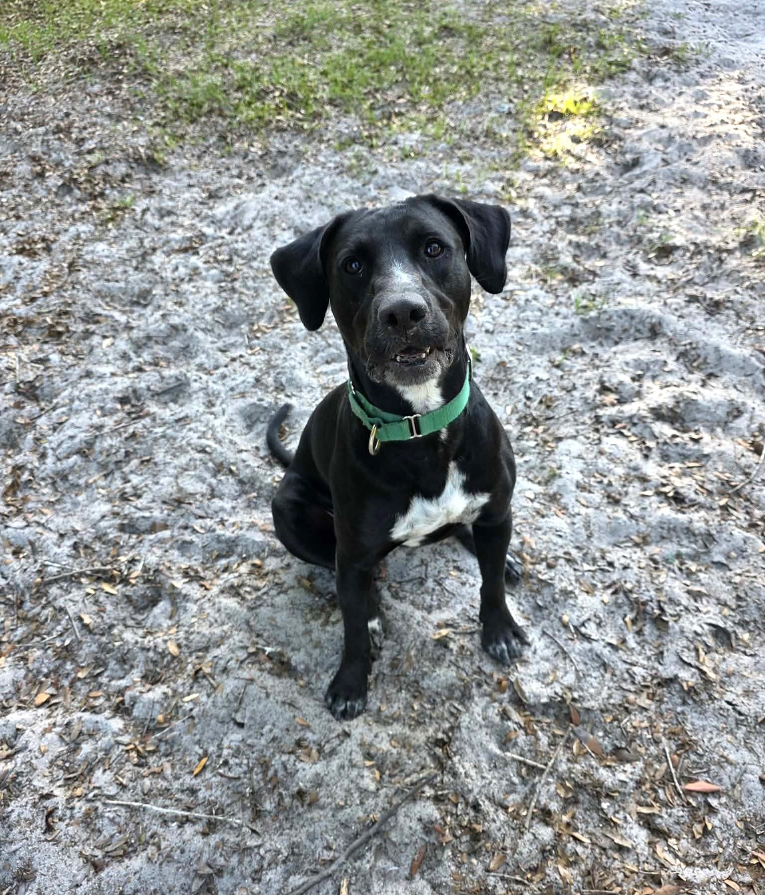 Enlarge General *Trained*, a ADOPTABLE mixed breed in Umatilla, FL image 2/5