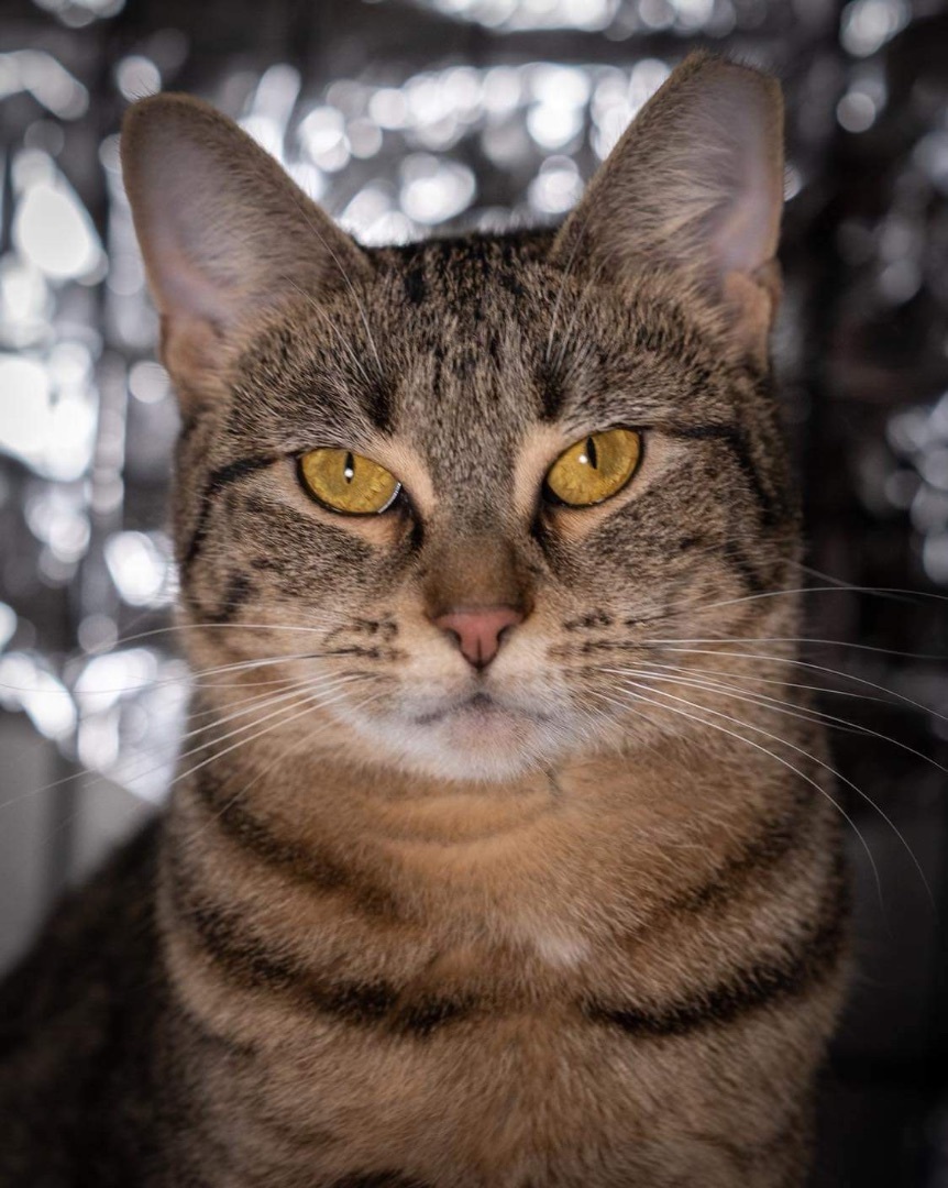 Odie, a Adoptable Tiger image 1/7