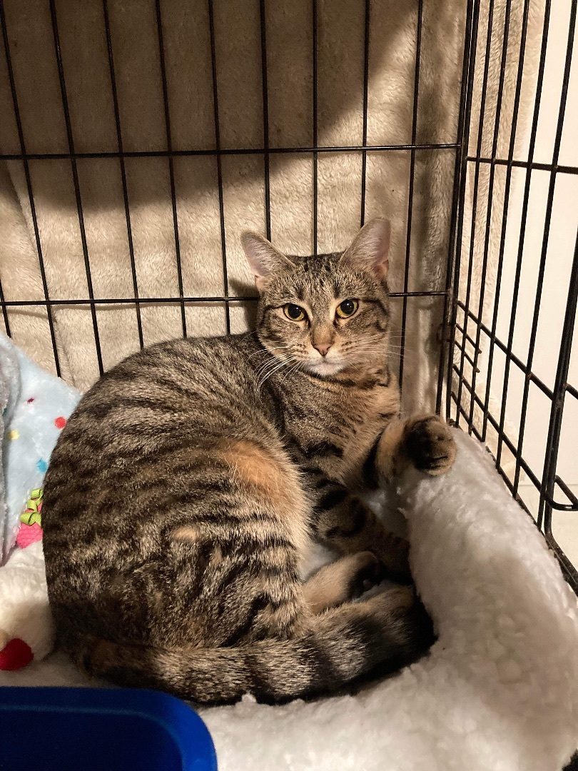 Odie, a Adoptable Tiger image 2/7