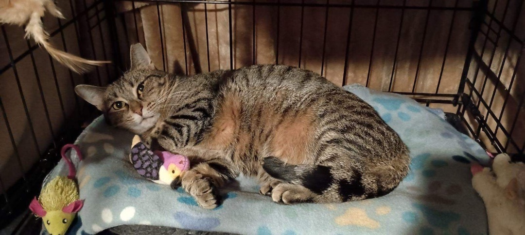 Odie, a Adoptable Tiger image 3/7