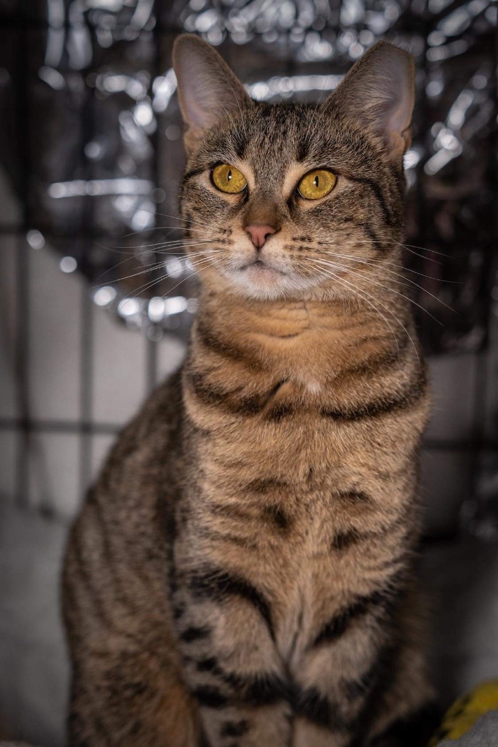 Odie, a Adoptable Tiger image 4/7