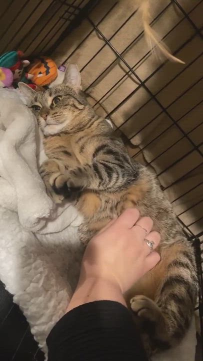 Enlarge Odie, a Adoptable Tiger video 7/7