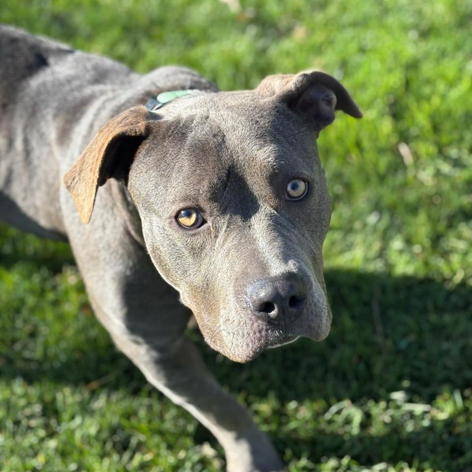 Delilah, a Adoptable Mixed Breed image 1/2